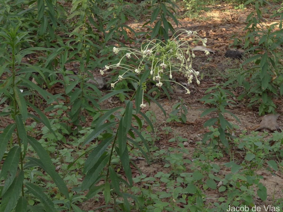 Clerodendrum indicum (L.) Kuntze